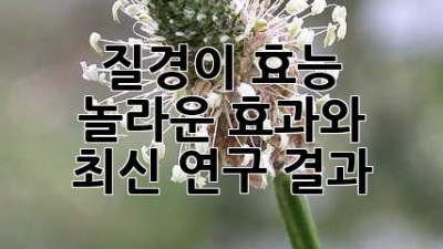 질경이 효능: 놀라운 효과와 최신 연구 결과